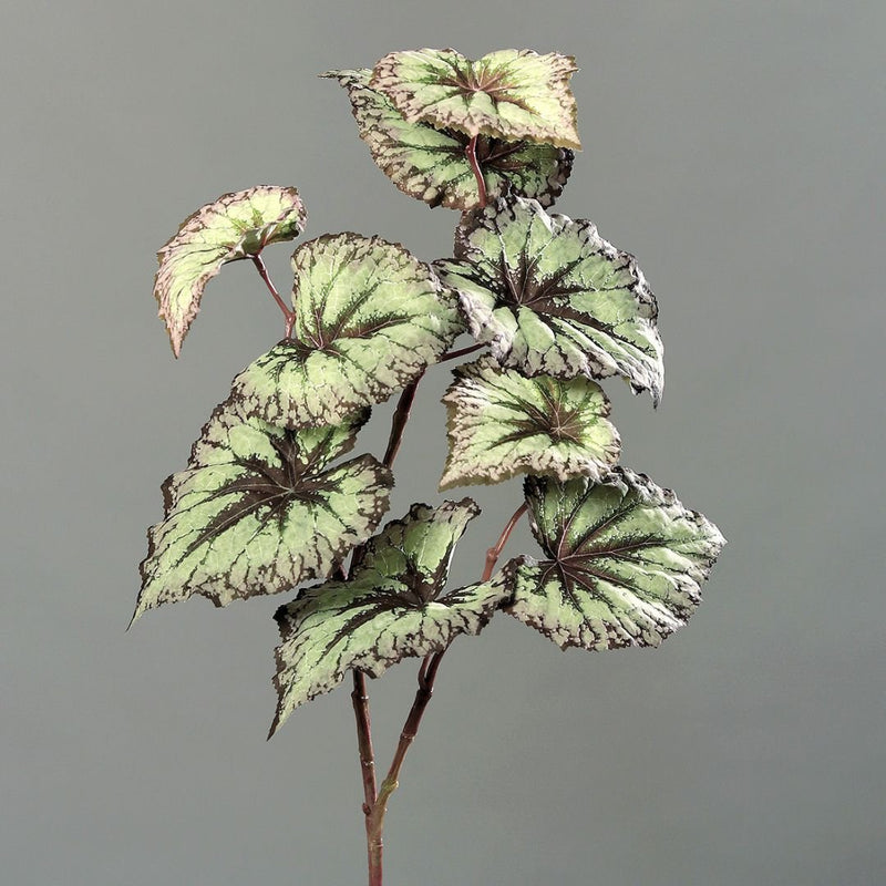 Begonia Leaf Stem - The Garden HouseDPI