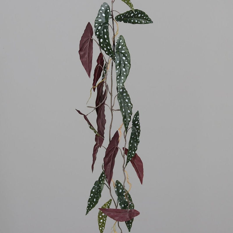 Begonia Maculata Leaf Garland - The Garden HouseDPI