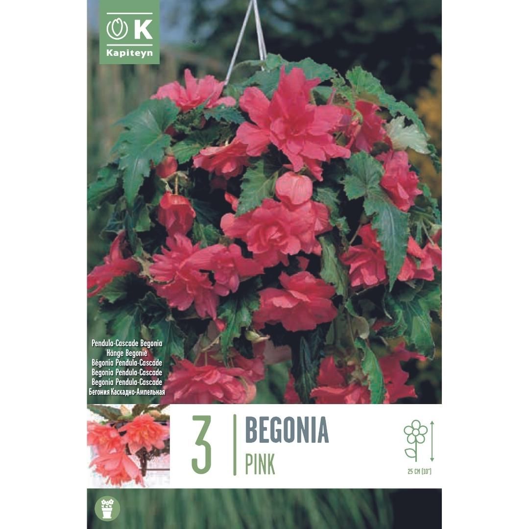 Begonia Pendula Cascade Pink