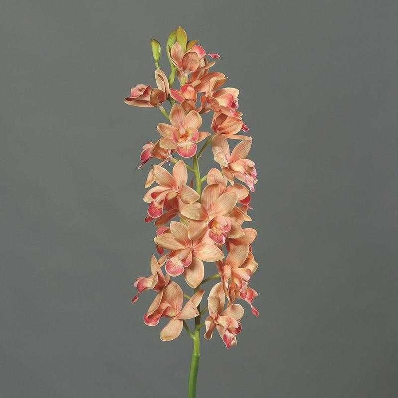 Cymbidium Orchid Stem Salmon - The Garden HouseDPI
