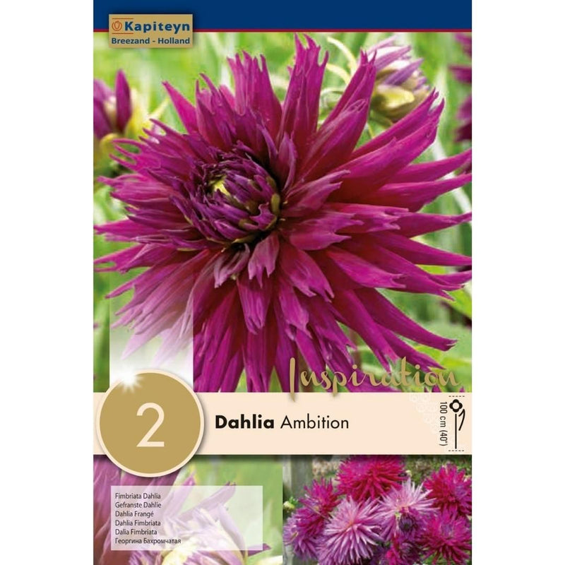 Dahlia Ambition