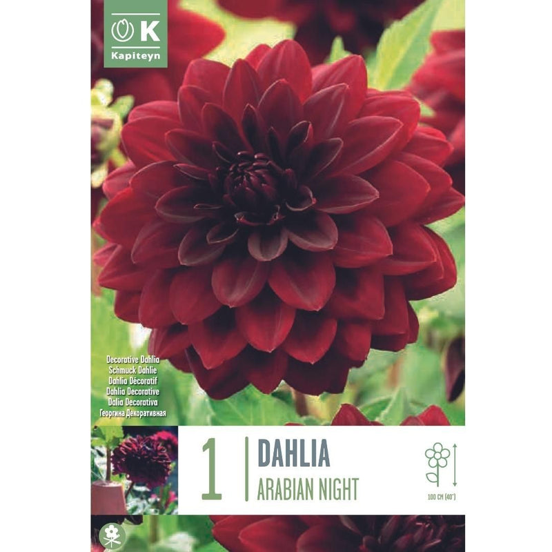 Dahlia Arabian Night