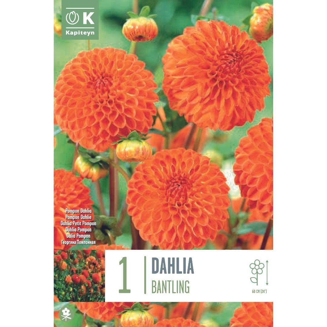 Dahlia Bantling