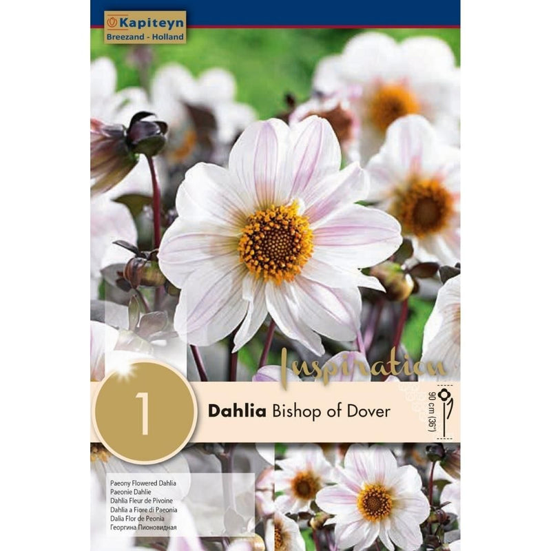 Dahlia Bishop of Dover