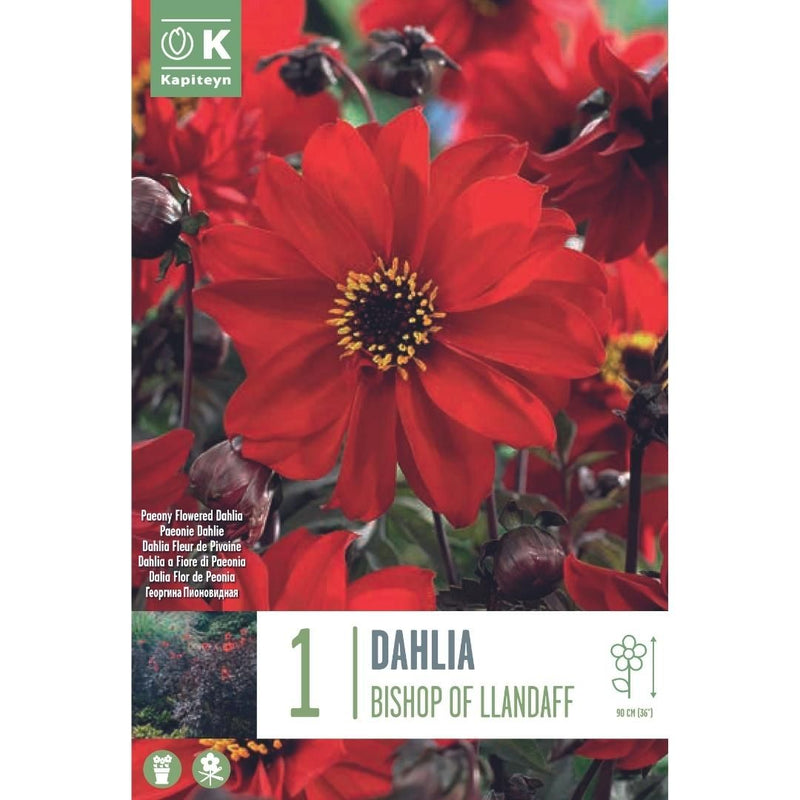 Dahlia Bishop of Llandaff