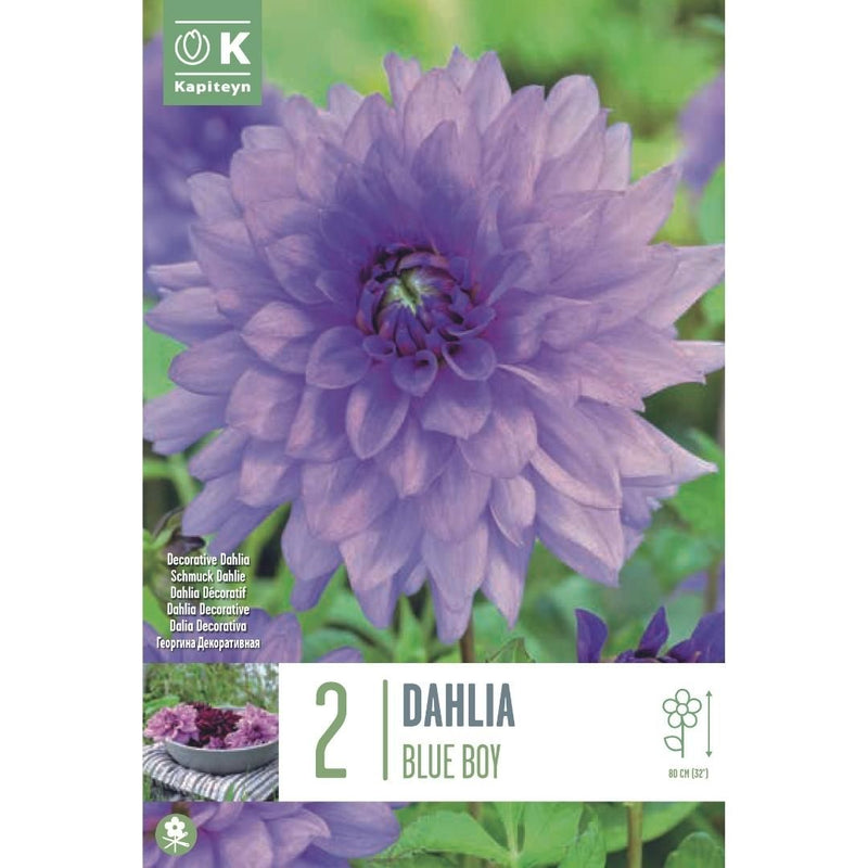 Dahlia Blue Boy