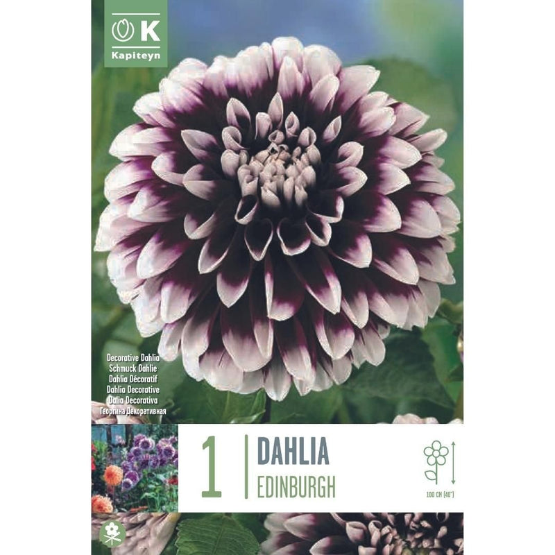 Dahlia Edinburgh