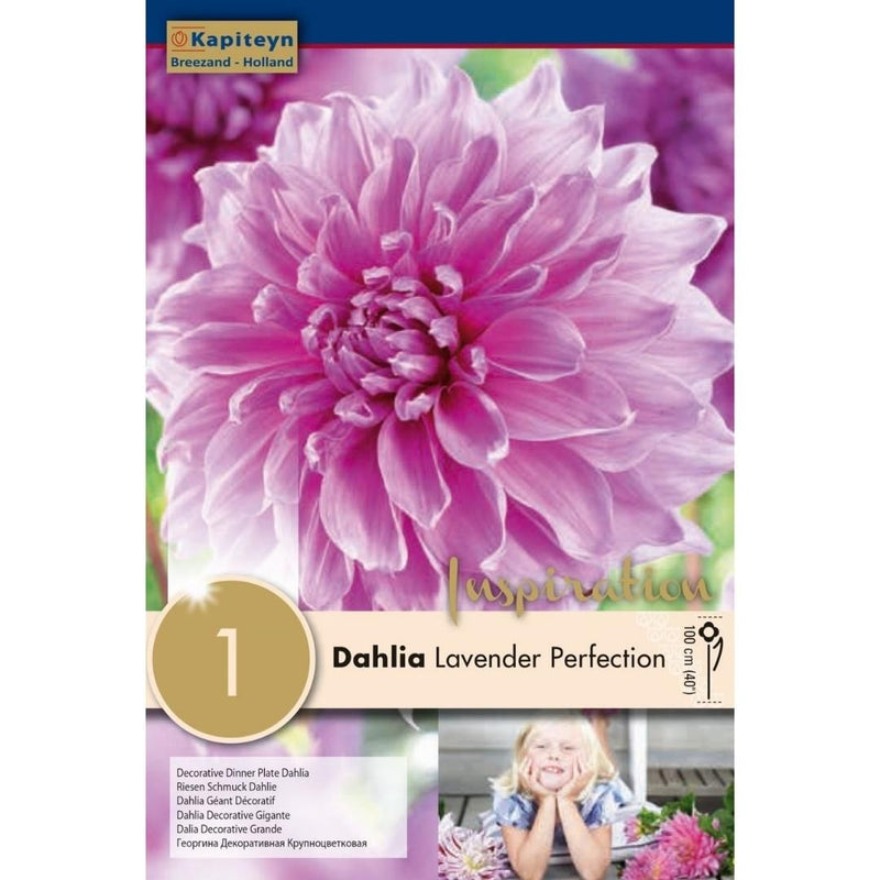 Dahlia Lavender Perfection