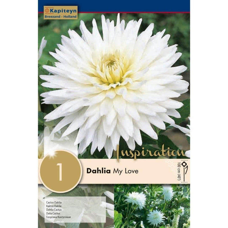 Dahlia My Love - The Garden HouseKapiteyn