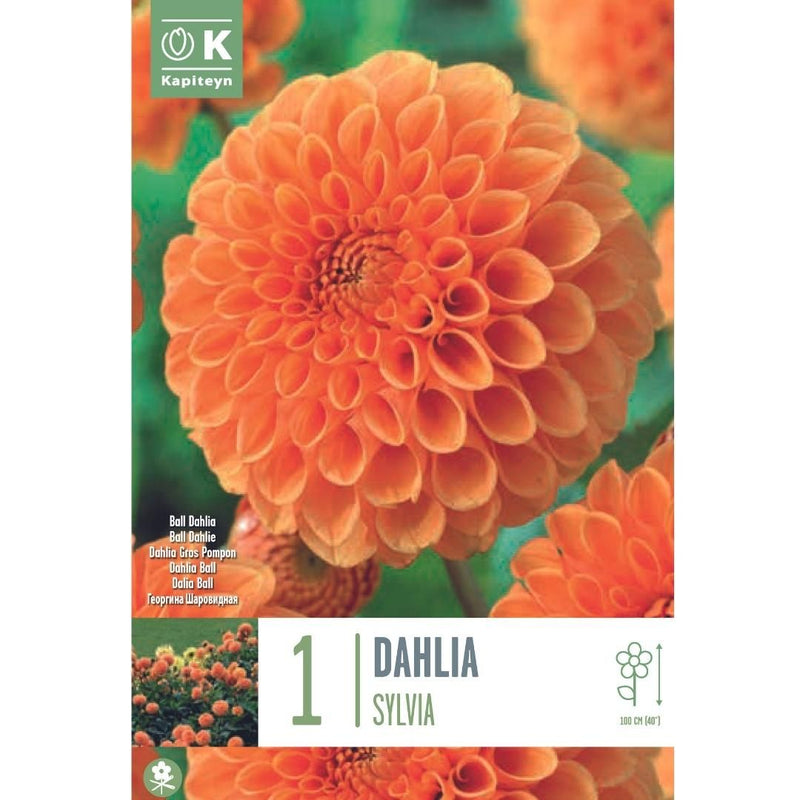 Dahlia Sylvia