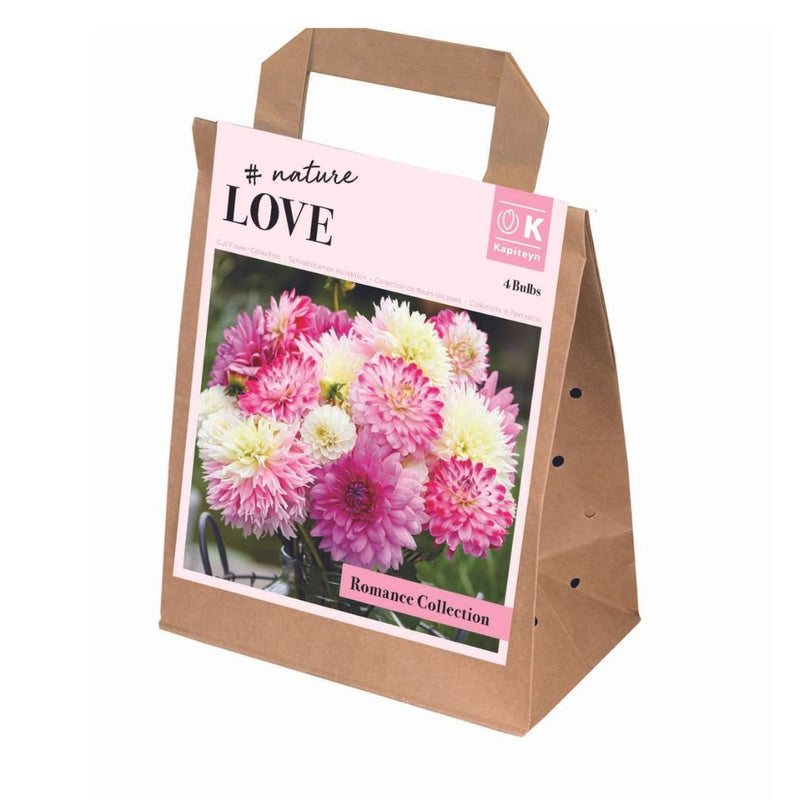 Dahlias Pastel - Romance