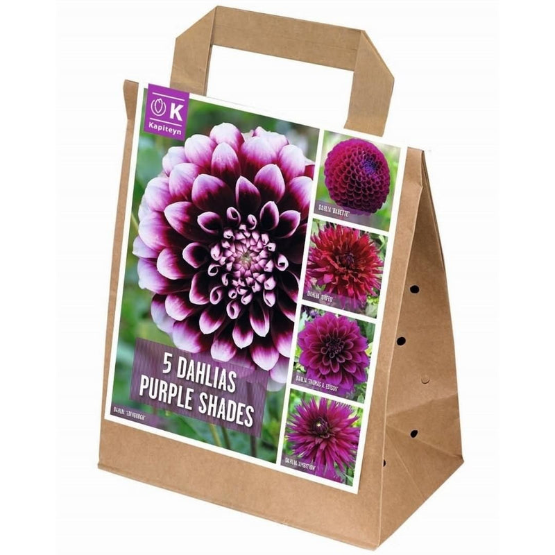 Dahlias Shades of Purple