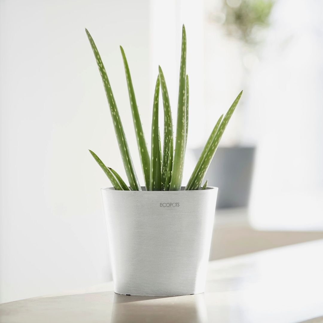 Ecopots Amsterdam Mini Pot Pure White