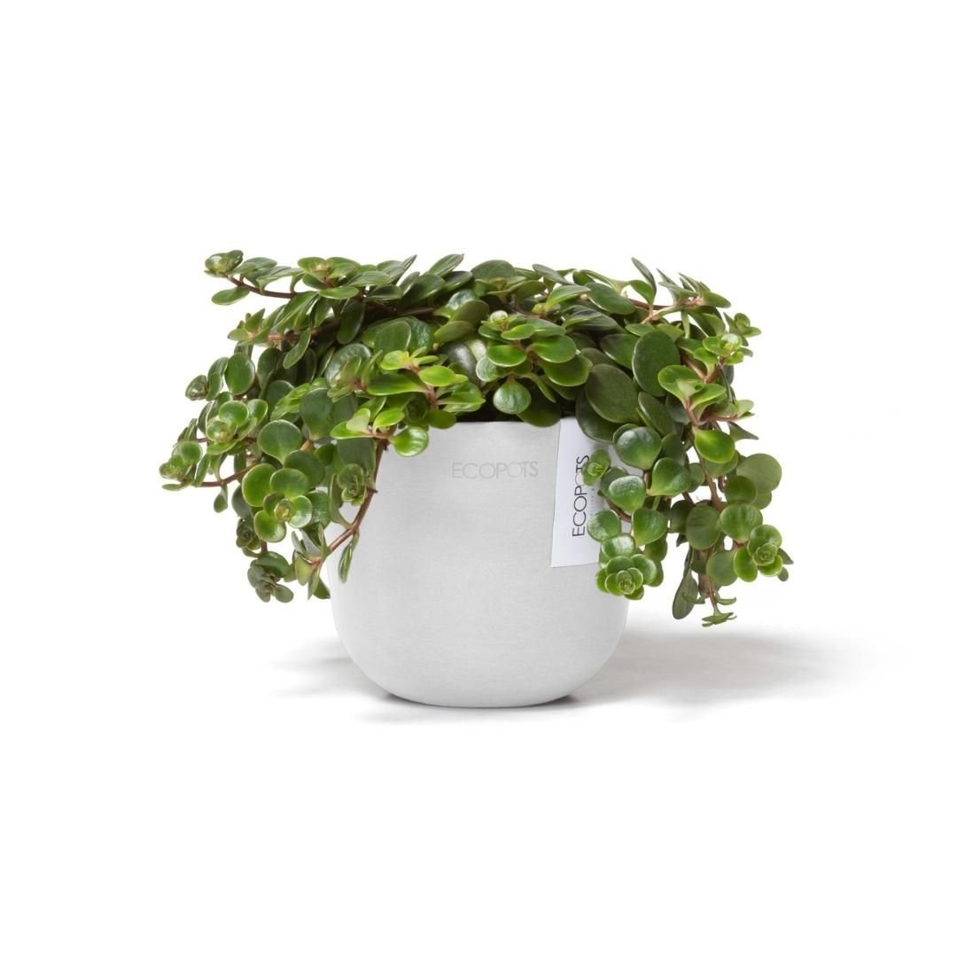 Ecopots Oslo Mini Pot Pure White