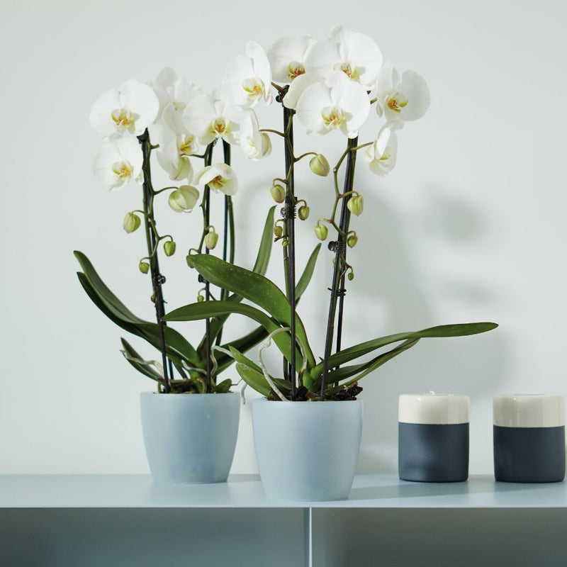 Elho Brussels Orchid Pot Transparent - The Garden HouseElho