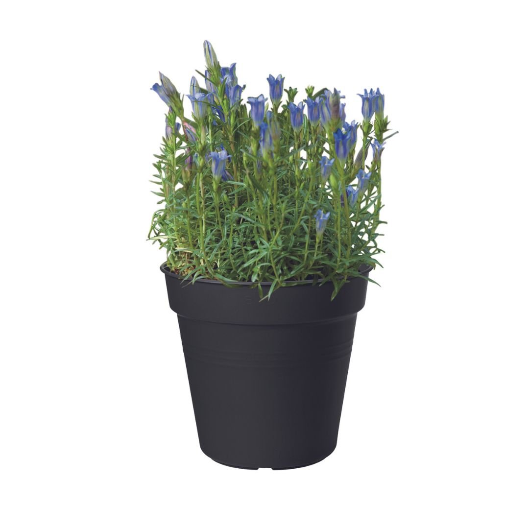 Elho Green Basics Growpot Living Black