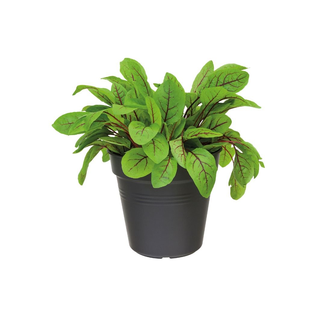 Elho Green Basics Growpot Living Black