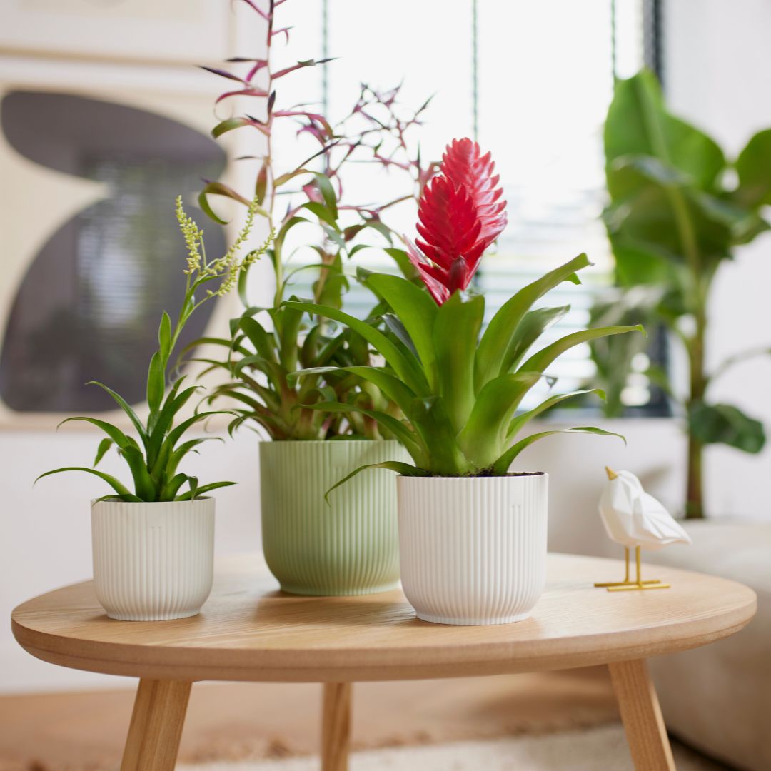 elho planter Elho Textured Ribbed Indoor Pot