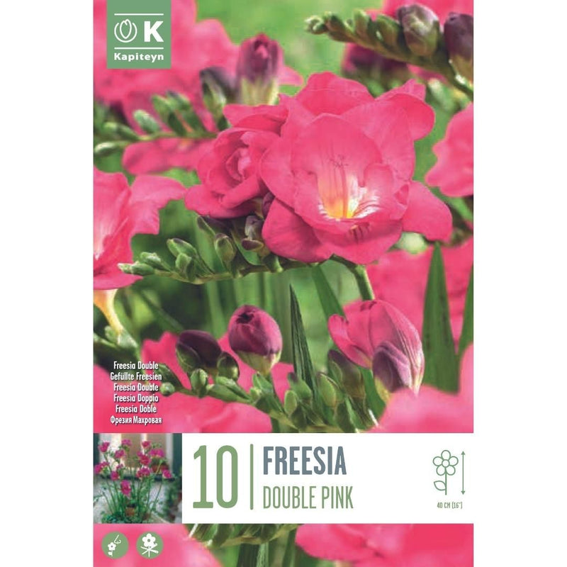 Freesia Double Pink