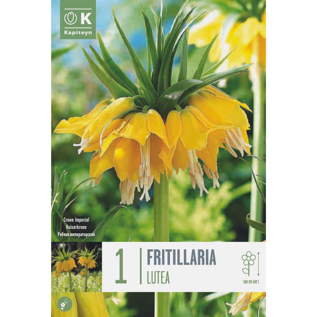 Fritillaria Lutea Bulb
