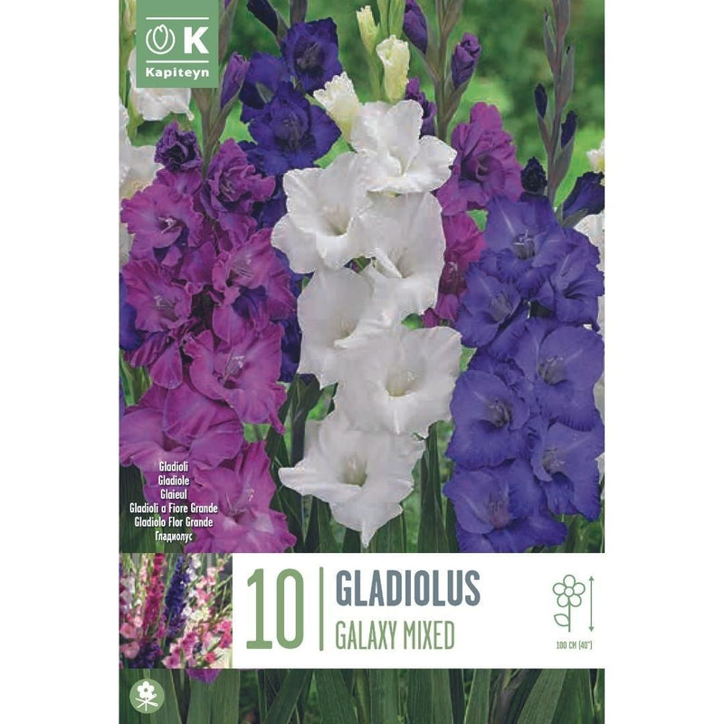 Gladiolus Galaxy Mixed