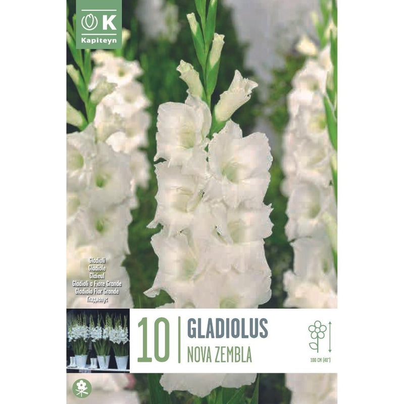 Gladiolus Nova Zembla Bulbs