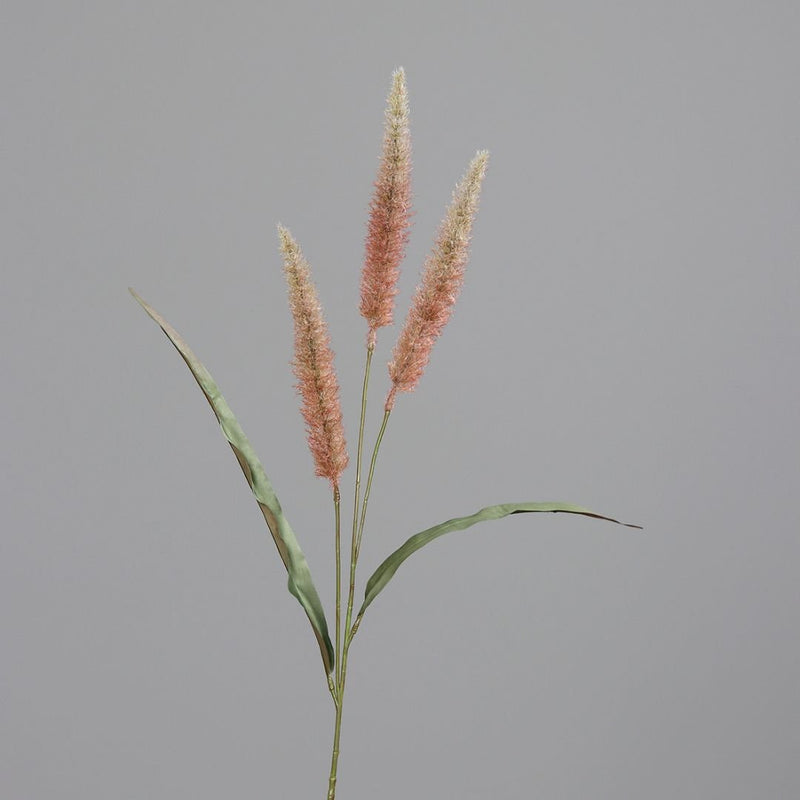 Grass Flower Plume Light Salmon - The Garden HouseDPI