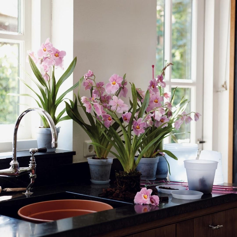 Green Basics Orchid Pot Transparent - The Garden HouseElho