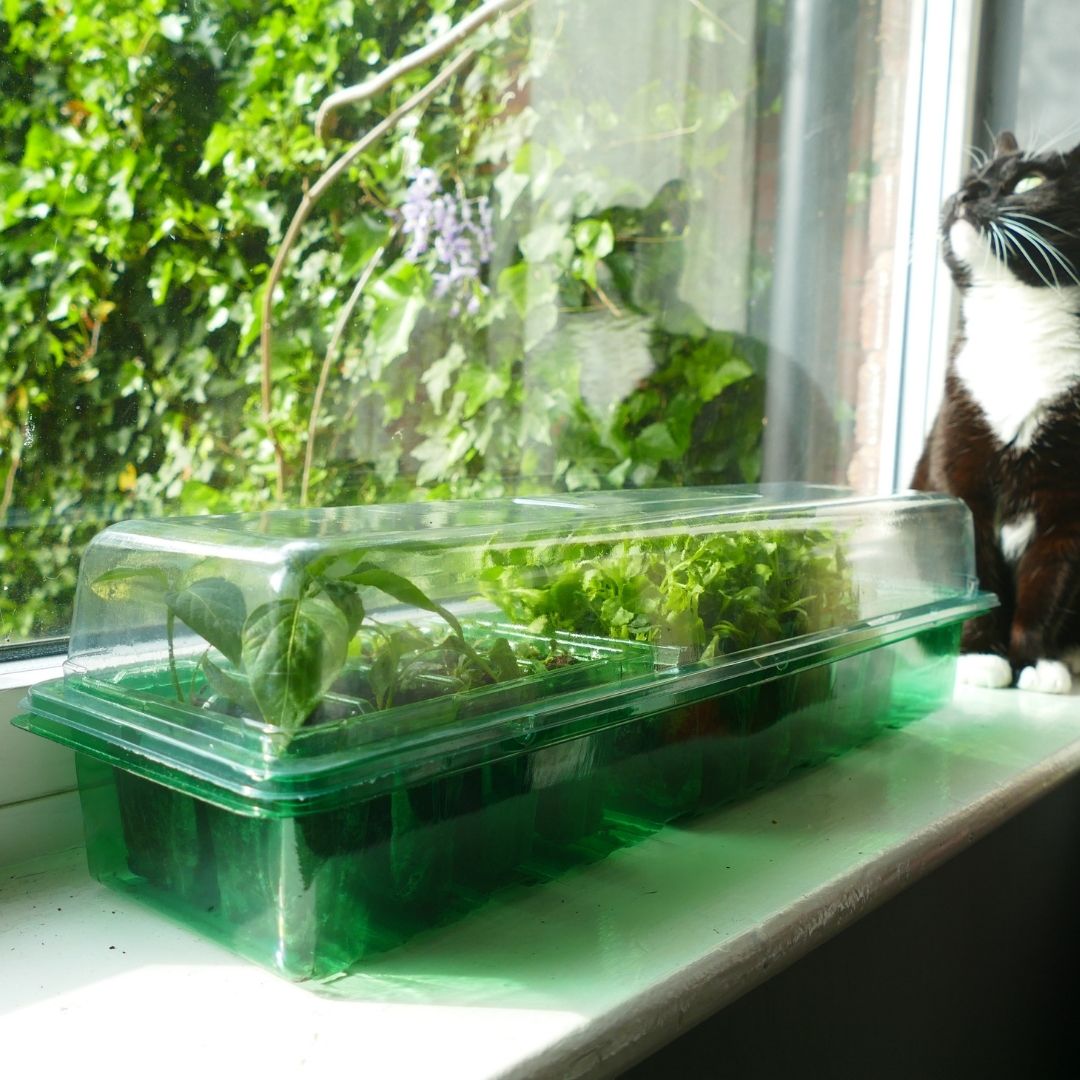 Gro-Sure Visiroot Windowsill Propagator