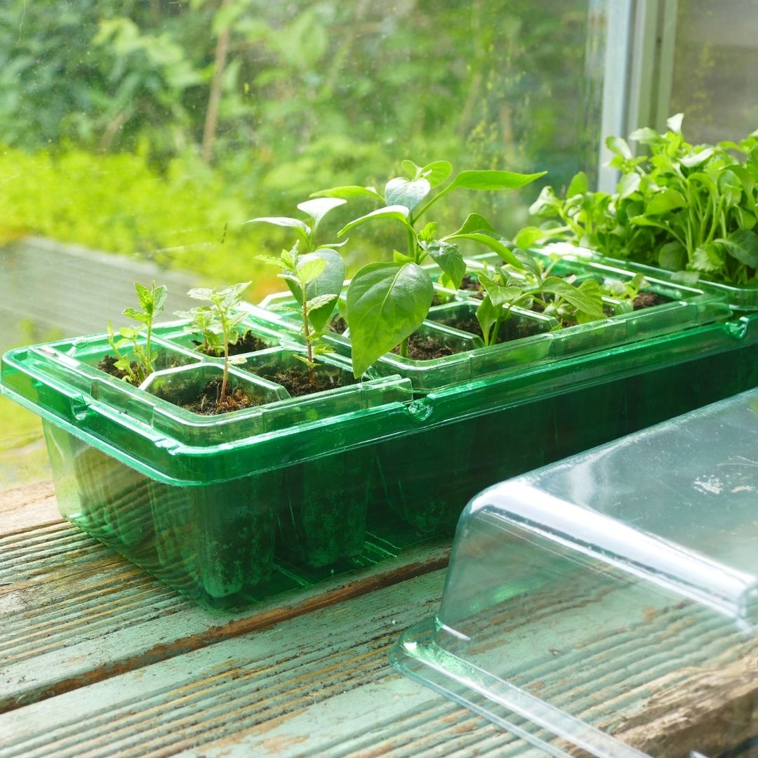 Gro-Sure Visiroot Windowsill Propagator