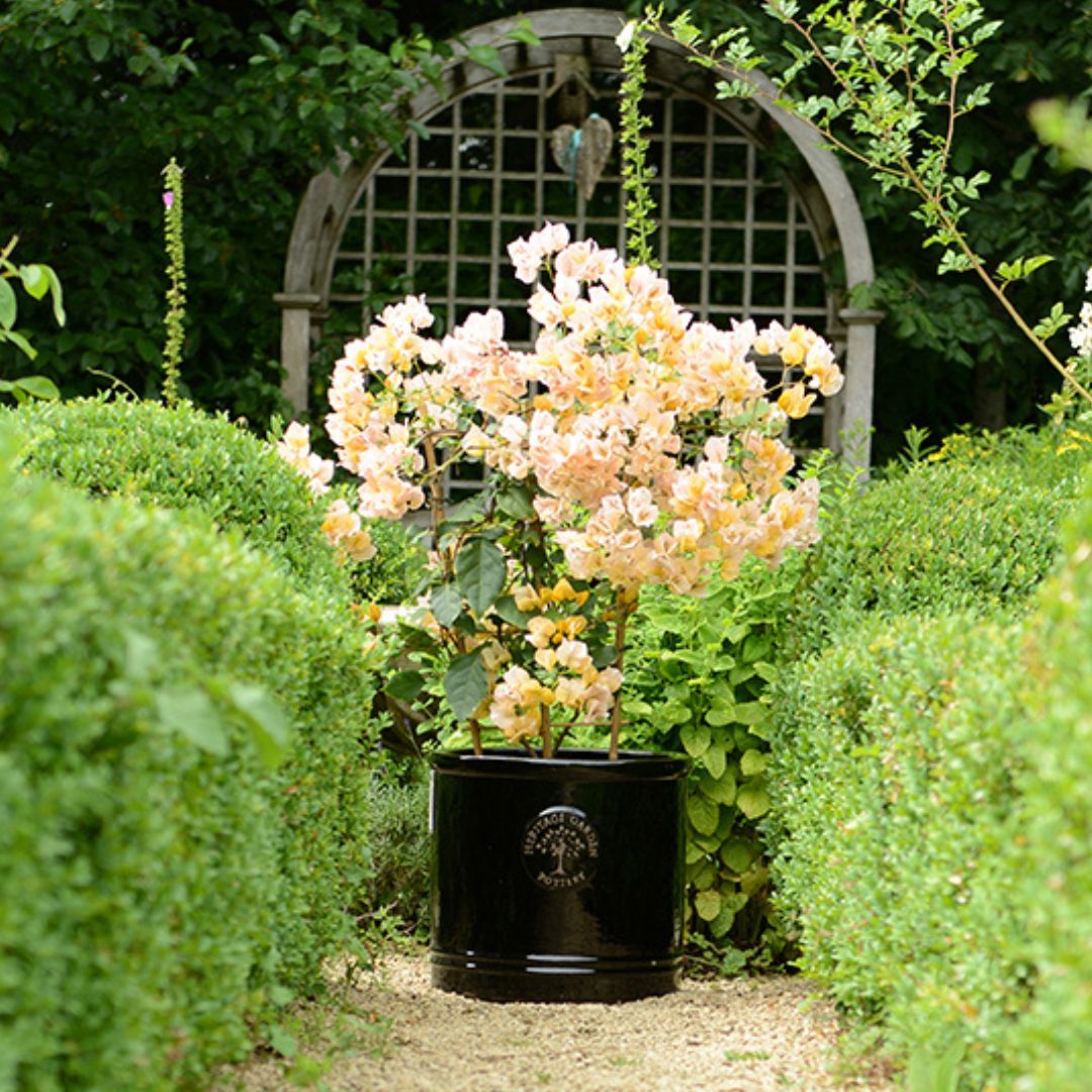 Woodlodge 40cm Flower Design Peng Pot main image 0