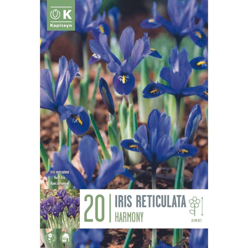 Iris reticulata Harmony Bulbs