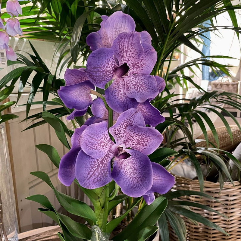 Orchid Vanda Purple - The Garden HouseDPI