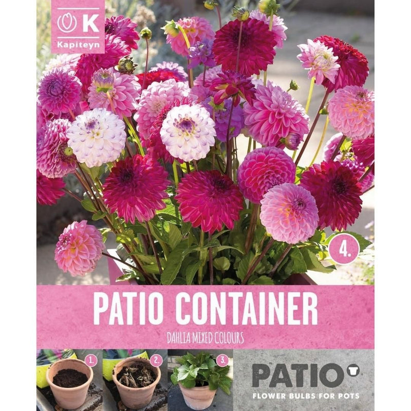 Patio Container 3 Dahlia Sorbet Shades Bulbs