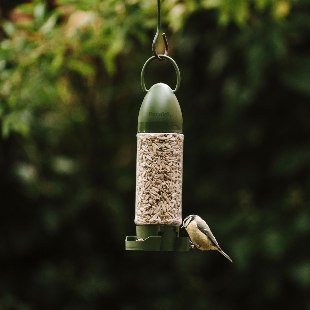 Peckish Sunflower Heart Feeder