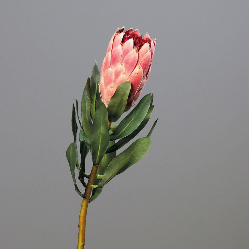 Protea Stem Pink - The Garden HouseDPI