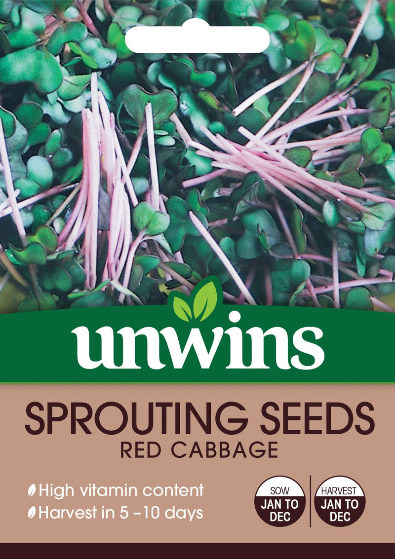 Sprouting Seeds Red Cabbage - The Garden HouseUnwins