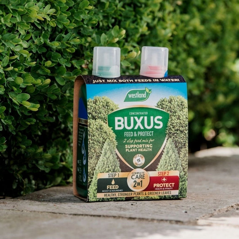 Westland Buxus 2 in 1 Feed & Protect - The Garden HouseWestland