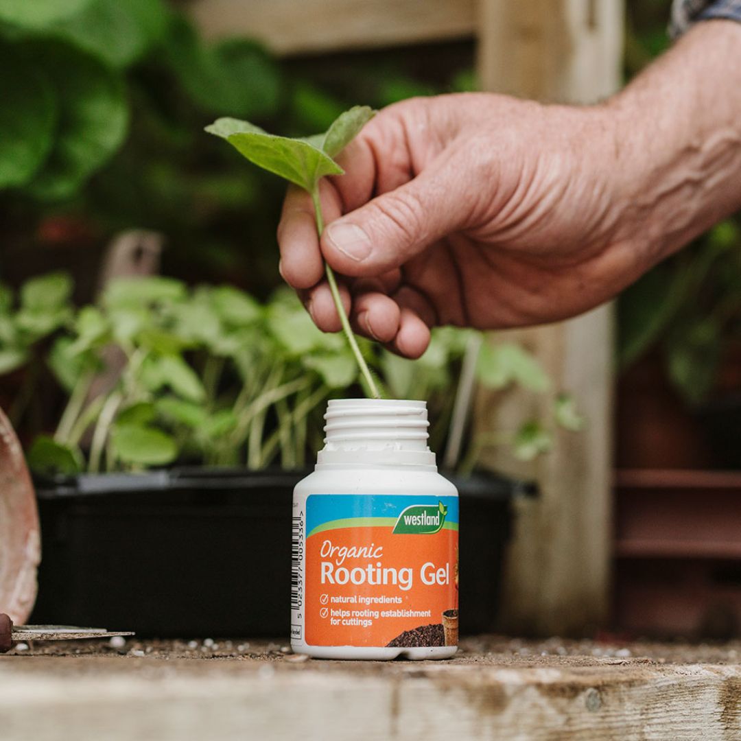 Westland Rooting Gel