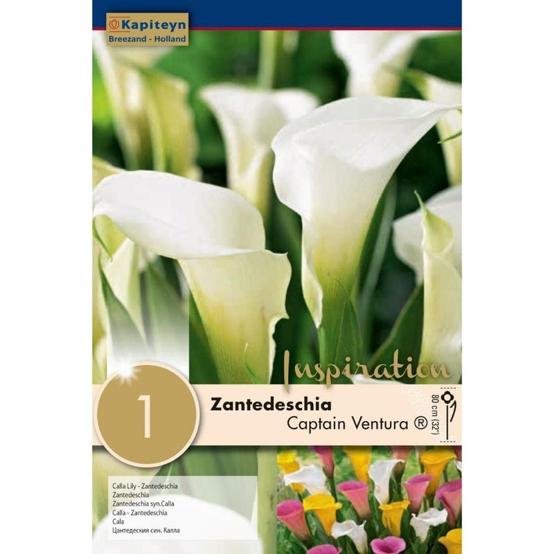 Zantedeschia Captain Ventura Bulbs